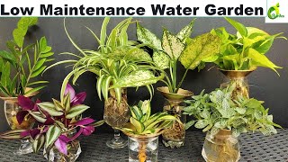 Water Garden Without Mosquito/Grow Plants This Way Without Mosquito/Water Garden/ORGANIC GARDEN