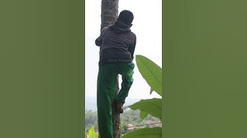 The Fastest Climbing Coconut Tree Like a Monkey