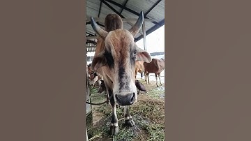 Sapi Moo, Sapi Lucu, Sapi Brahman #sapi #lembu #shorts #cuteanimals
