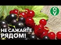 ТЕПЕРЬ ПОНЯТНО! 7 ОТЛИЧИЙ ЧЕРНОЙ И КРАСНОЙ СМОРОДИНЫ, из-за чего их НЕЖЕЛАТЕЛЬНО высаживать рядом!