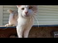 Beginning of video