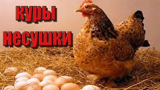 куры несушки куры несушки