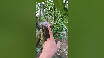 Ủ Mưu Quất/ Tắc, Quýt Ghép Bưởi. Quýt Cảnh Tết. 0911451210