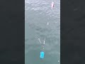 今年の夏はビリコ（イサギ仔魚）が少ない？南紀の海で起きている異変。
