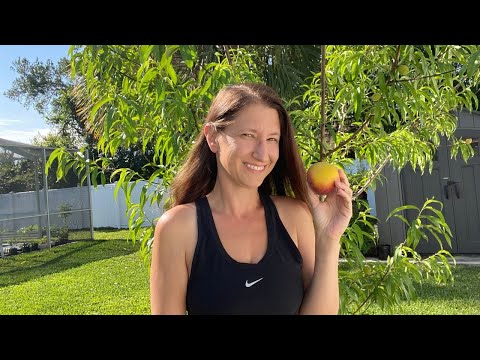 Video: Earligrande Peach Fruit: Cura delle pesche Earligrande nei giardini