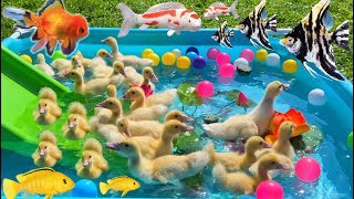 Funny ducklings and fishes in the pool with colorful balls