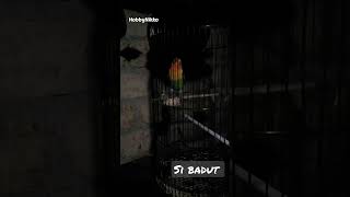Download Lagu LOVEBIRD GACOR #shorts #trikshorts #mainshorts #lovebird #burunglovebird #lovebirdgacor MP3 Download Lagu LOVEBIRD GACOR #shorts #trikshorts #mainshorts #lovebird #burunglovebird #lovebirdgacor MP3