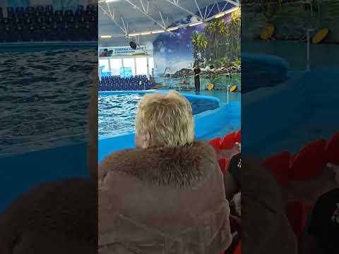 дельфинарий Минск - YouTube