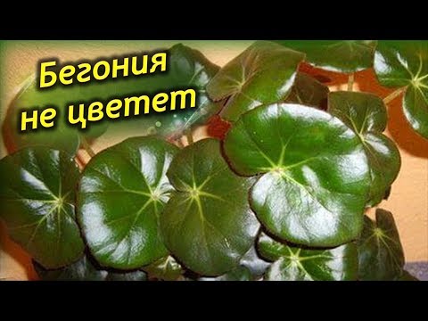 Почему не цветет Бегония? Цветущая Бегония выпускает только листья, почему?