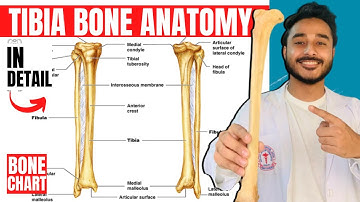 tibia bone anatomy 3d | anatomy of tibia bone attachments anatomy | bones of lower limb anatomy