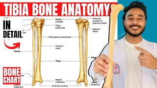 tibia bone anatomy 3d | anatomy of tibia bone attachments anatomy | bones of lower limb anatomy