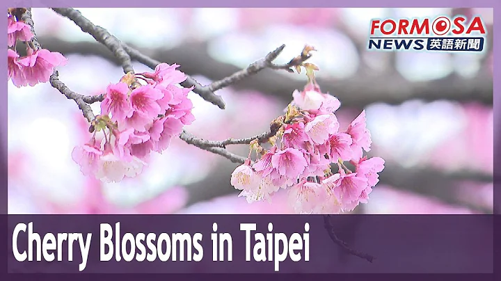 Cherry blossoms bloom in Taipei｜Taiwan News - DayDayNews