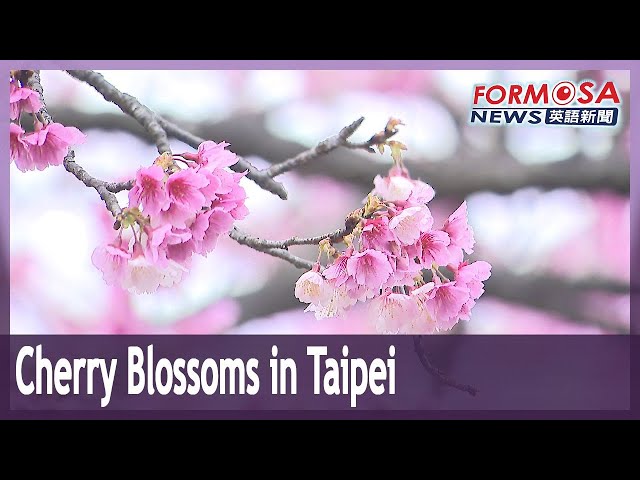 Cherry blossoms bloom in Taipei｜Taiwan News