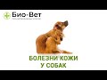 Болезни Кожи у Собак - Симптомы и Лечение // Сеть Ветклиник БИО-ВЕТ