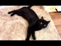 Bombay Cat being himself "BatCat" の動画、YouTube動画。