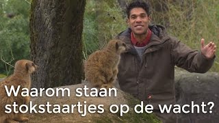 Waarom staan stokstaartjes op de wacht? | Het Klokhuis