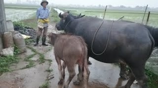 This is the same old farmer who herds buffaloes on rainy and windy days and collects buffalo manure🐃