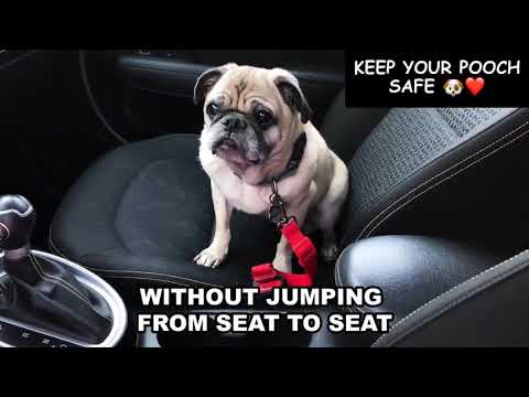 adjustable-safety-seatbelt-for-dogs