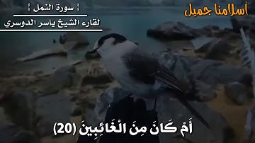 سورة النمل || حالات واتس اب دينية // مقاطع قرأنية قصيرة