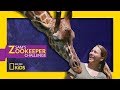 Leafy Lunchtime with Giraffes | Sam's Zookeeper Challenge