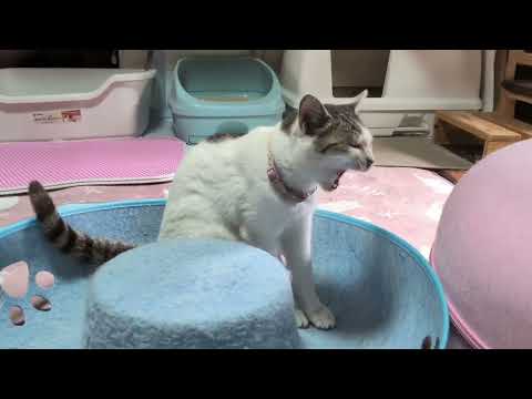 みけみけみっちゃん - YouTube