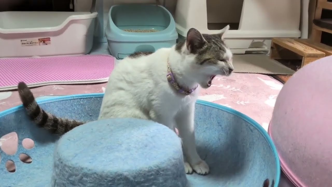 最近の1階の猫達の様子。 - YouTube