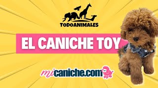 EL CANICHE TOY  #toypoodle #canichetoy