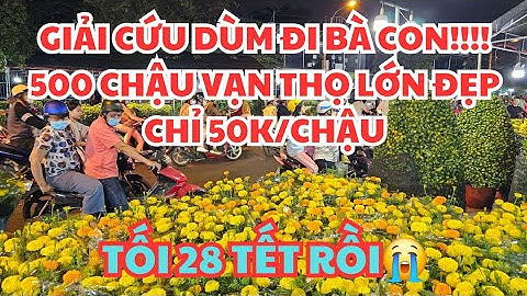 CHỢ HOA TẾT Q.11 TỐI 28 TẾT 2025: MUỐN  KHÓC LUÔN, GIẢI CỨU DÙM CHỖ NÀY CÒN 500 CHẬU VẠN THỌ, 50K 😭