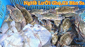 NGHỀ LƯỚI GHẸ CÁ BÀN SA_Tưởng Lổ Dầu Không Ngờ Ghẹ Cá Dính Lưới Lúc Về Bìa