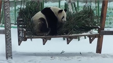 Panda enjoys the snow in China