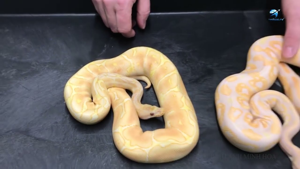 15 Thú Cưng Đắt Đỏ Đến Mức Chỉ Triệu Phú Mới Có Thể Mua Được | Thiên Hà TV