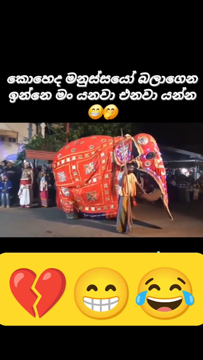 මෙහෙ වරෙන්😁😂 #elephant #elephantattack #elephantfunnyvideos #funny #funnymemes #slmemereview #trend