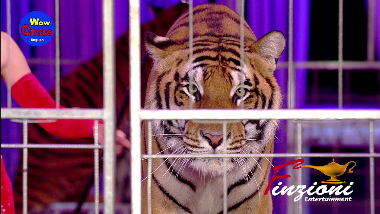 Tigers Carmen Zander 1