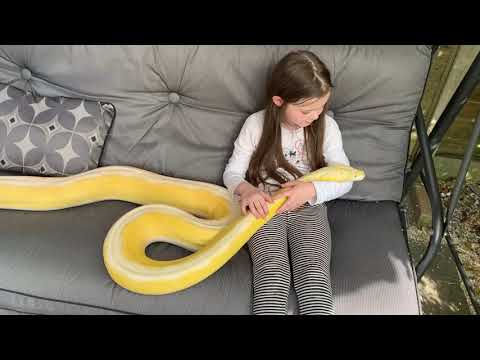 Reticulated Python swinging itself and its owner on the swing seat.