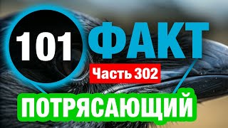 картинка: 101 Интересный Факт