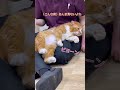 スタッフに愛されて幸せいっぱいでだらだらする保護ねこのマロンさん【三崎動物保護センターの日常】#shorts　#猫のいる暮らし 　#cat