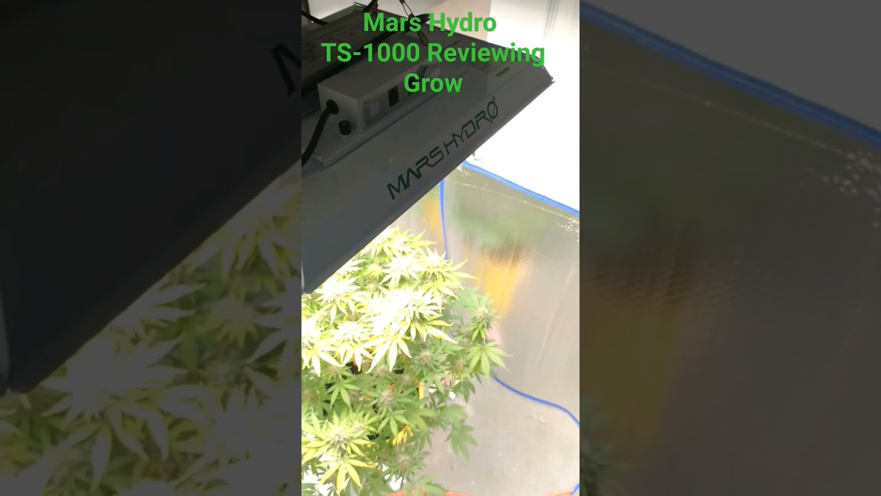 Mars Hydro TS-1000 Grow Review. Strain: Stay Puft. 