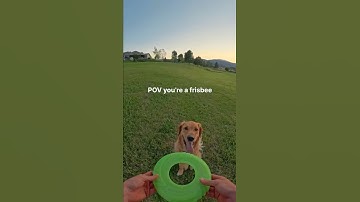 New POV unlocked 🤭 #goldenretriever #insta360 #pov ​⁠@insta360