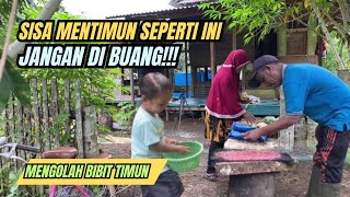 Hari ke2 di kebun panen ubi mentega sedikit tapi berkah