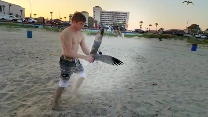 How To Catch a Seagull