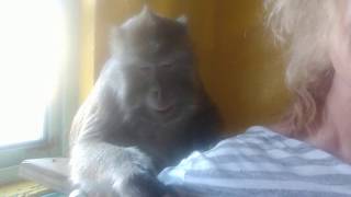 ASMR Monkey Slap Slap Love Taps Bugs Bullock