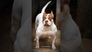 Parkdosmonsterbullkennel Www.bullywebtv.com