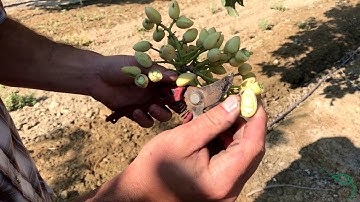 How are Pistachios Harvested?