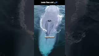 Top 3 Loudest Animals on Earth! 🐘🔊