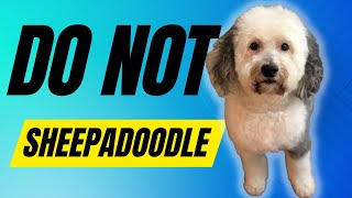 7 Reasons You Should Not Get A Sheepadoodle Dog