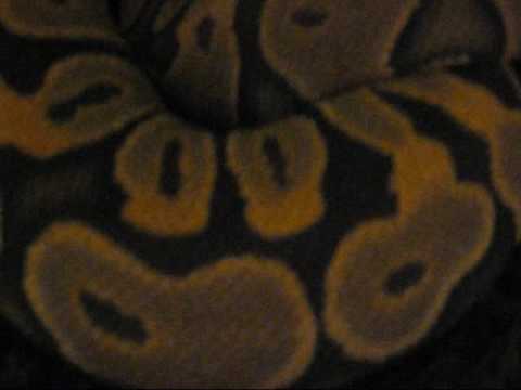 video phone beyonce mp3 ghost x ghost breeding