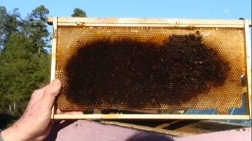 The "FatBeeMan" on Winter Losses