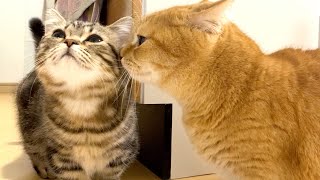 【猫目線】ねこのきもち