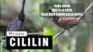 Masteran Cililin Tembakan Istimewa Jeda 30 Detik Cepat Masuk Tidak Membuat Drop Mental