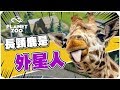 【老皮實況】長頸鹿肯定是外星生物！ | 動物園之星 精華篇#02